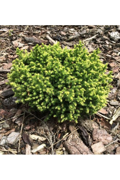 Криптомерія Вілморін Голд у ланшафті